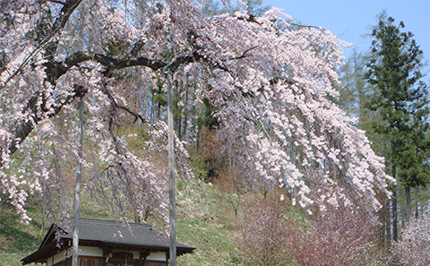 徹然桜